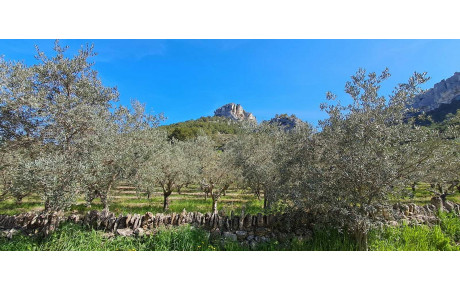 Les triplettes en goguette dans le Vaucluse par Sandrine M